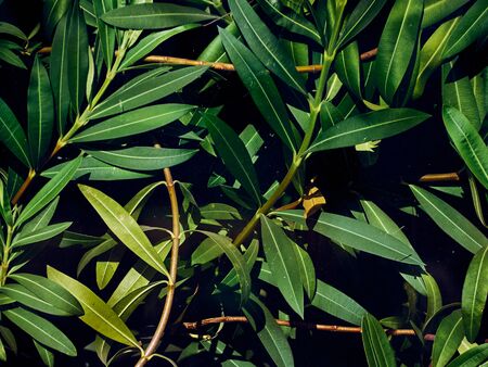 Background of vintage green leaves.の写真素材