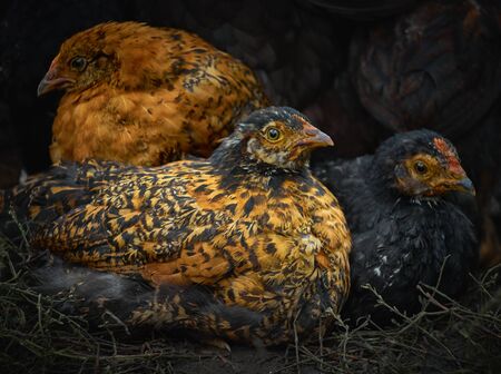 Hens on a dark background.