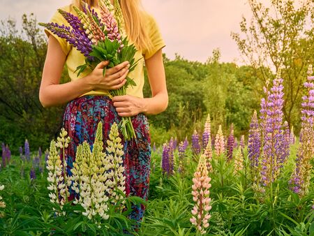 Beautiful purple lupin flowers blooms in the field.の写真素材