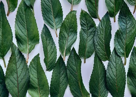 Fresh green organic leaves mint background.