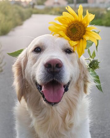 Young retriever on the road.の写真素材
