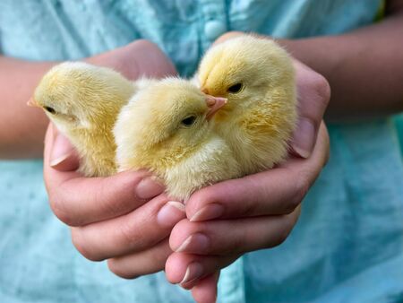 Small chickens in the hands.の写真素材