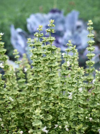 Green basil in the garden.の写真素材