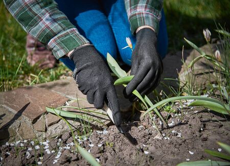 Planting seedlings in the garden.の写真素材