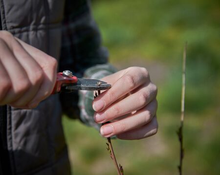 Pruning of trees by secateurs.