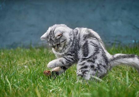 Kitten playing in the grass.