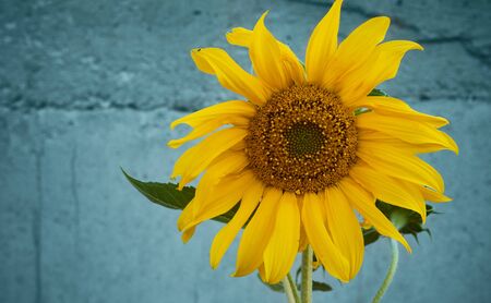 Yellow sunflower on the background.