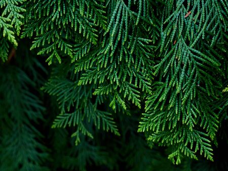 Green thuja tree branches background.の写真素材