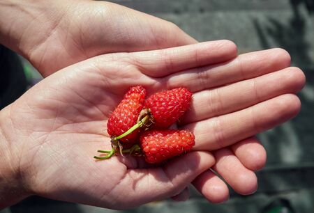 A handful of organic red raspberries.の写真素材