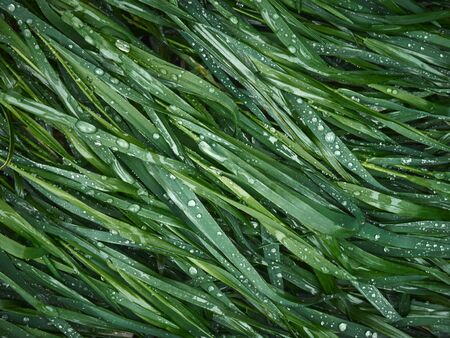 Grass with drops of water.