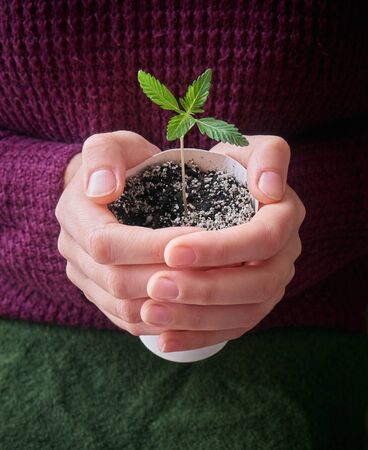 Hands holding young green plant.の写真素材