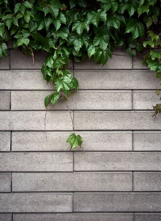 Green leaves background with brick pattern.の写真素材