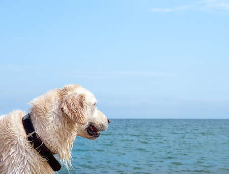 White golden labrador retriever dog on the beachの写真素材