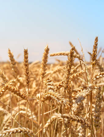 Golden wheat field and sunny day.