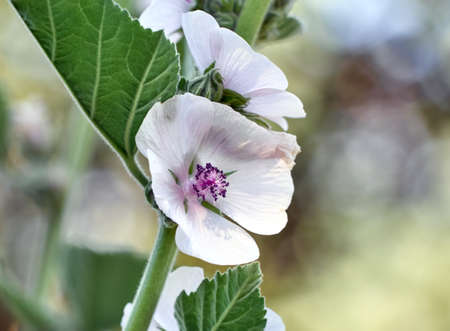Wild flower Althaea officinalis in the garden.の写真素材