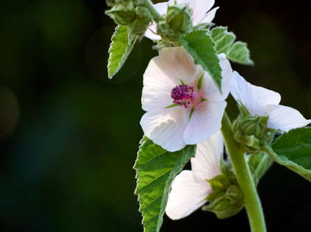 Wild flower Althaea officinalis in the garden.の写真素材