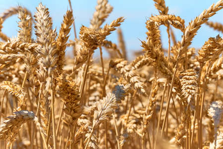 Golden ripe ears of wheat.の写真素材