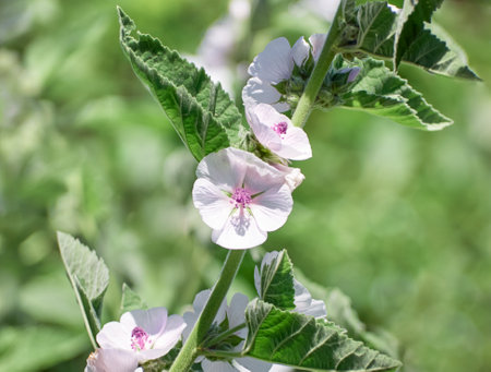Wild flower Althaea officinalis in the garden.