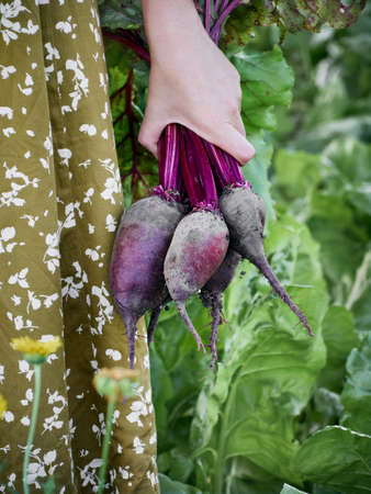 A beet in the hands of an woman farmer.
