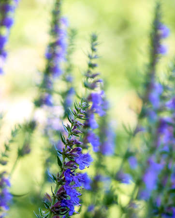 Purple flowers of hyssop (hyssopus officinalis)の写真素材