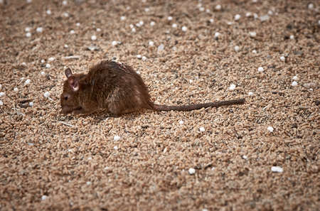 Dirty brown sick street ratの写真素材