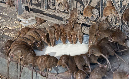 Red rats drinks milk in Shri Karni Indian temple.の写真素材