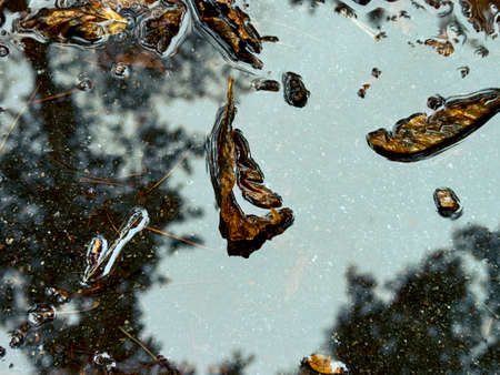 Autumn leaf on the water.の写真素材
