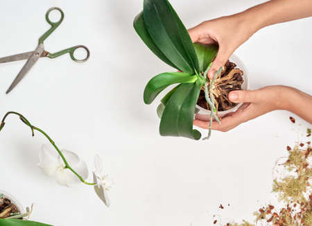 Phalaenopsis orchid transplanting on white background.の写真素材