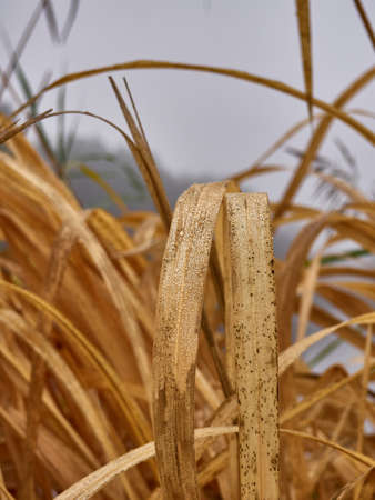 Gold wild grass background with dew.の写真素材