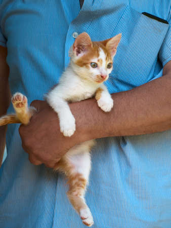 Portrait of kitten in the hands.の写真素材