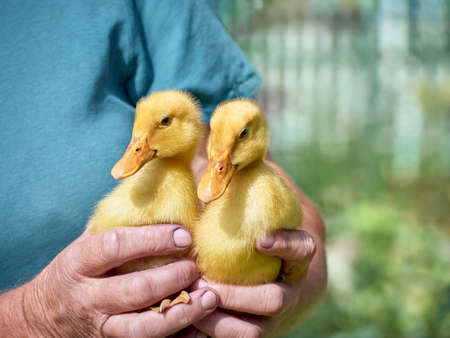 Small ducklings in the hands.の写真素材