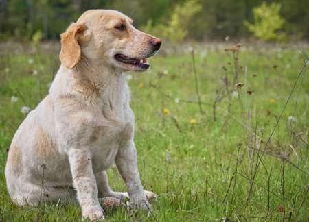 Village dog on the field.の写真素材