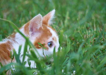 Kitten sitting in the grass.の写真素材
