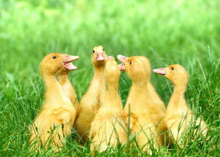 Cute young duck on the natural background.の写真素材