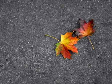 Autumn leaf on a gray background.