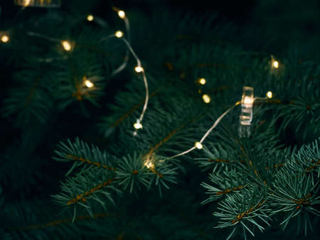 Green Christmas tree branch and yellow lights garlands blurred in bokeh
