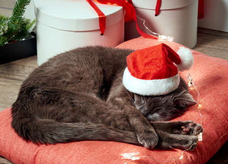 Resting cat wearing a Santa Claus Christmas hatの写真素材