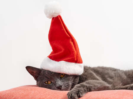 Resting cat wearing a Santa Claus Christmas hatの写真素材