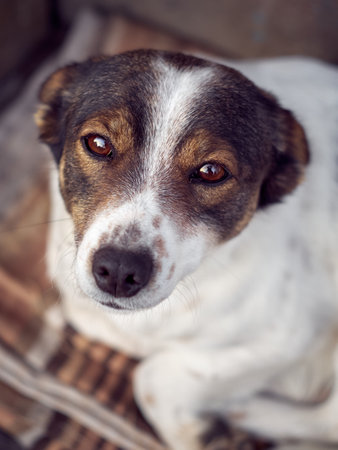 Portrait of a cute dog.の写真素材