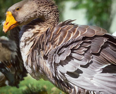 Gray goose on the grass.の写真素材