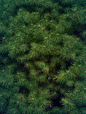 Background of Christmas tree branches.