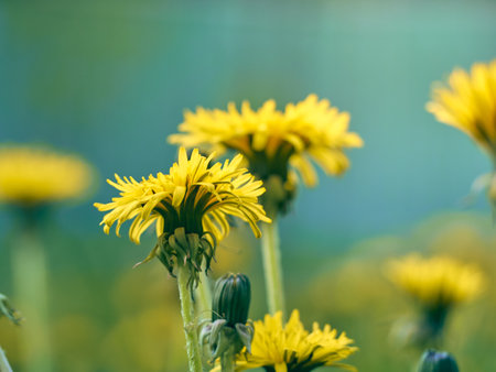 Close up of blooming yellow dandelion flowers.