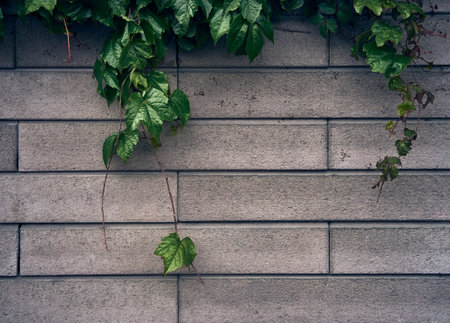 Green leaves background with brick pattern.の写真素材