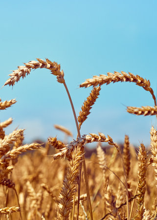Golden ripe ears of wheat.の写真素材