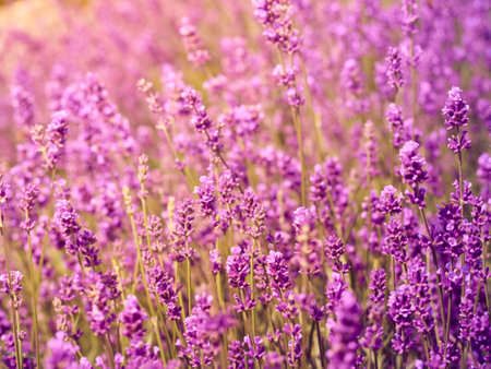 Lavender flowers in flower garden.の写真素材