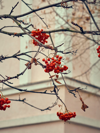 Red rowan berries on a tree without leaves.の写真素材