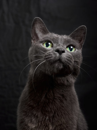 Studio portrait of relaxing dark gray cat on dark background in low keyの写真素材