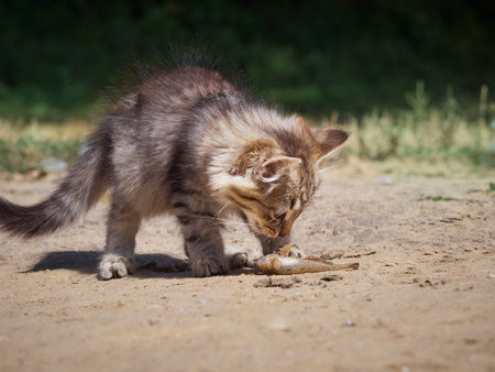 Small kitten eats a fish.の写真素材