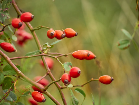 Rose hip on bush close-up.の写真素材