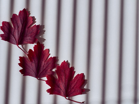 Autumn red leaves on white backgroundの写真素材